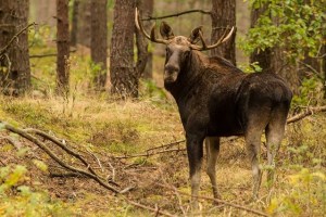 Экотропа в пойму Десны в Межречьи